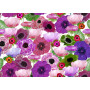 Tissu velours Anémone 1 Zéphyr & Co