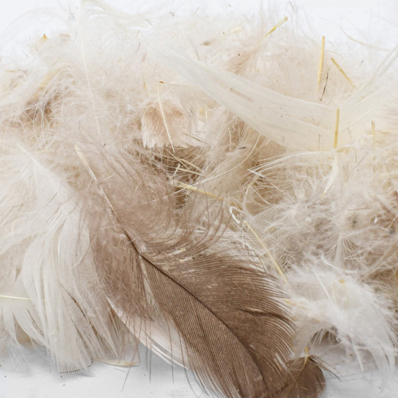 Plumes d'oie blanche - x12 plumes – Jardin des Druides
