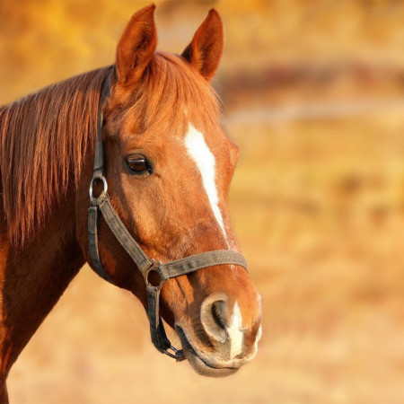 Licol Cheval En Nylon Multicolore - Petit Cheval/épi - Occasion Bon état